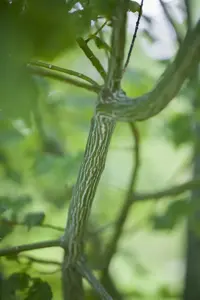 Acer davidii - MULTISTEM 250-300 CM RB - image 3