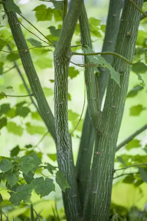 Acer davidii - MULTISTEM 175-200 CM C90 - image 2