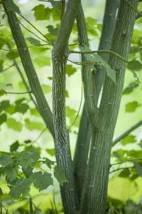 Acer davidii - MULTISTEM 250-300 CM C45 - image 2