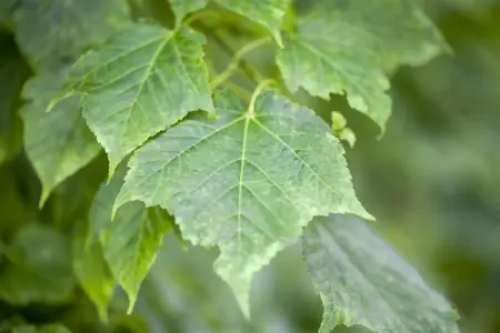 Acer davidii - MULTISTEM 175-200 CM C35 - image 1