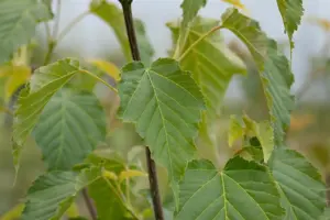 Acer davidii - MULTISTEM 175-200 CM C35 - image 4
