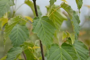 Acer davidii - MULTISTEM 175-200 CM C90 - image 4