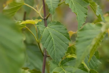 Acer davidii - MULTISTEM 175-200 CM C35 - image 5