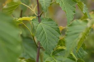 Acer davidii - STD 8-10 CM CONT     - image 5