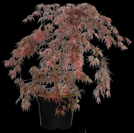 ACER diss SHOJO SHIDARE 45CM STD 10L - image 1