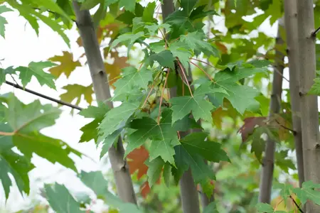 Acer freemanii 'Jeffersred' - 80-100 CM C5 - image 2
