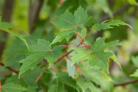 Acer freemanii 'Jeffersred' - 80-100 CM C5 - image 3