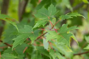 Acer freemanii 'Jeffersred' - STD 16-18 CM CONT    - image 3