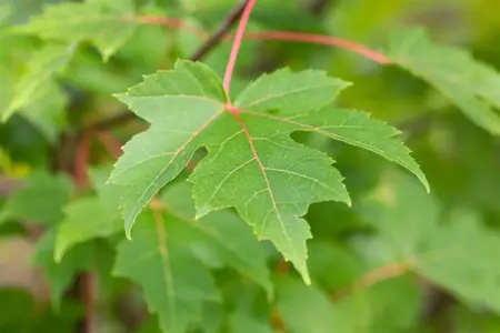Acer freemanii 'Jeffersred' - STD 16-18 CM CONT    - image 4
