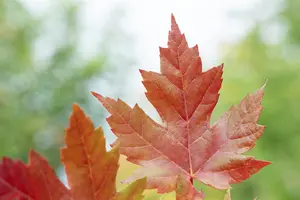 Acer freemanii 'Jeffersred' - STD 18-20 CM CONT - image 1