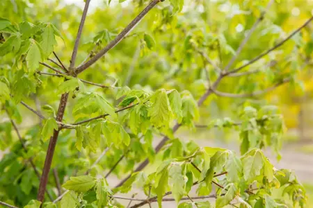 Acer griseum - 30-40 CM C5 - image 4