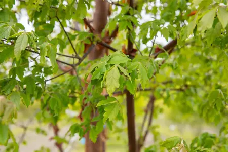 Acer griseum - 30-40 CM C5 - image 5