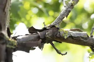 Acer griseum - 40-50 CM C2 - image 3