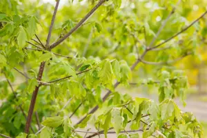 Acer griseum - 50-60 CM C3 - image 4