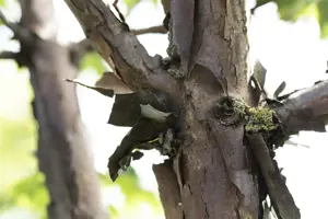 Acer griseum - STDS 6-8 CM C30 FEATHERED - image 2