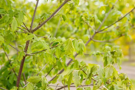 Acer griseum - 100-125 CM C18 - image 4