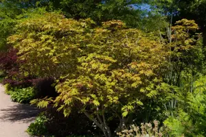 Acer japonicum 'Aconitifolium' - MULTISTEM 175-200 CM C70 - image 2