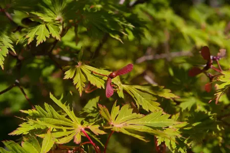 Acer japonicum 'Aconitifolium' - MULTISTEM 175-200 CM C70 - image 3