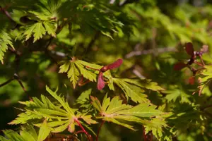 Acer japonicum 'Aconitifolium' - MULTISTEM 175-200 CM C70 - image 3