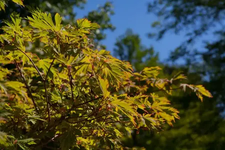 Acer japonicum 'Aconitifolium' - MULTISTEM 175-200 CM C70 - image 4