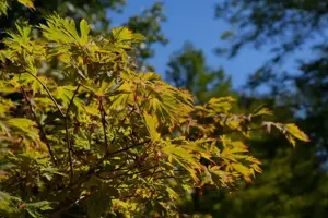 Acer japonicum 'Aconitifolium' - MULTISTEM 175-200 CM C70 - image 4