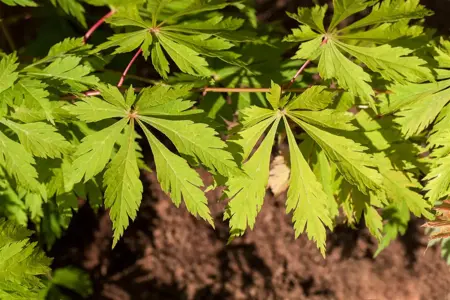 Acer japonicum 'Aconitifolium' - MULTISTEM 175-200 CM C70 - image 5