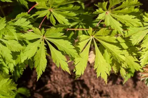 Acer japonicum 'Aconitifolium' - MULTISTEM 175-200 CM C70 - image 5