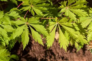 Acer japonicum 'Aconitifolium' - 100-125 CM C35 - image 5