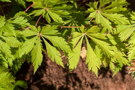 Acer japonicum 'Aconitifolium' - 100-125 CM C20 - image 5