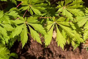Acer japonicum 'Aconitifolium' - 100-125 CM C20 - image 5