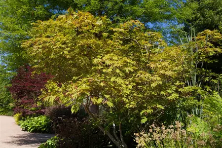 Acer japonicum 'Aconitifolium' - 125-150 CM C130 - image 1