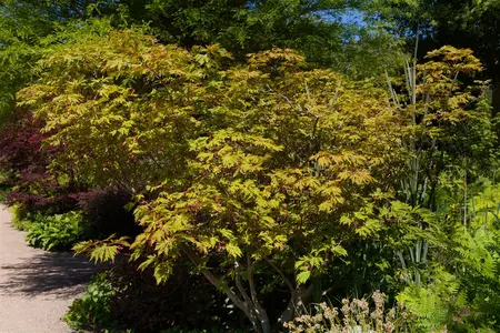 Acer japonicum 'Aconitifolium' - 175-200 CM C130 - image 2