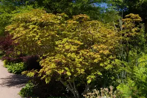 Acer japonicum 'Aconitifolium' - MULTISTEM 125-150 CM C65 - image 2