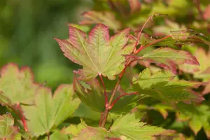 Acer japonicum 'Vitifolium' - 50-60 CM C10 - image 2