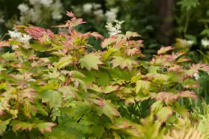 Acer japonicum 'Vitifolium' - 50-60 CM C10 - image 4