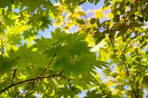 Acer japonicum 'Vitifolium' - 50-60 CM C10 - image 5