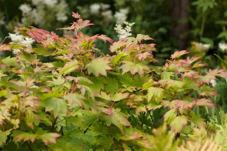 Acer japonicum 'Vitifolium' - 30-40 CM C4 - image 4