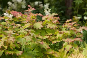 Acer japonicum 'Vitifolium' - 30-40 CM C4 - image 4