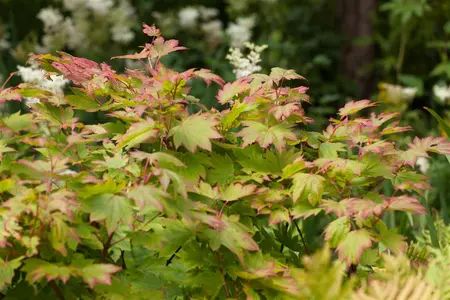 Acer japonicum 'Vitifolium' - 125-150 CM C20 - image 4