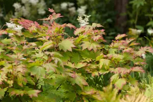 Acer japonicum 'Vitifolium' - 125-150 CM C20 - image 4
