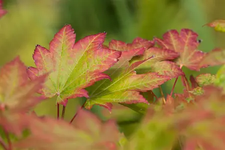 Acer japonicum 'Vitifolium' - 150-175 CM C20 - image 3