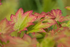 Acer japonicum 'Vitifolium' - 150-175 CM C20 - image 3