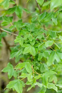 Acer monspessulanum - 250-300 CM FTH WHIP C80 - image 3