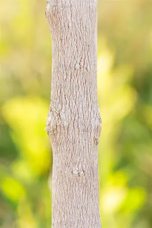 Acer monspessulanum - STD 6-8 CM C25 - image 5