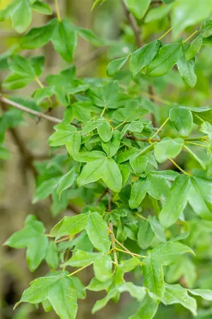 Acer monspessulanum - 80-100 CM C3 WHIP - image 3