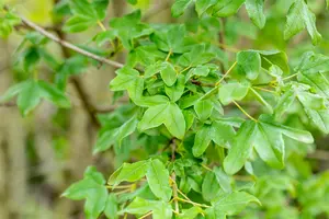 Acer monspessulanum - 80-100 CM C3 WHIP - image 2