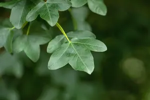 Acer monspessulanum - 125-150 CM C3 WHIP - image 1