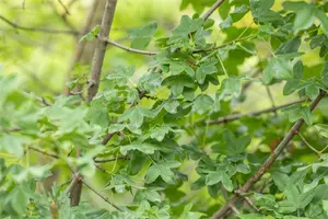 Acer monspessulanum - 125-150 CM C3 WHIP - image 4