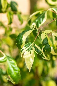 Acer negundo - 60-90 CM - image 5