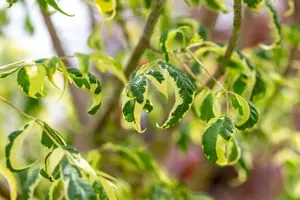 Acer negundo - STOCK FOR CRAFTING P9 - image 2